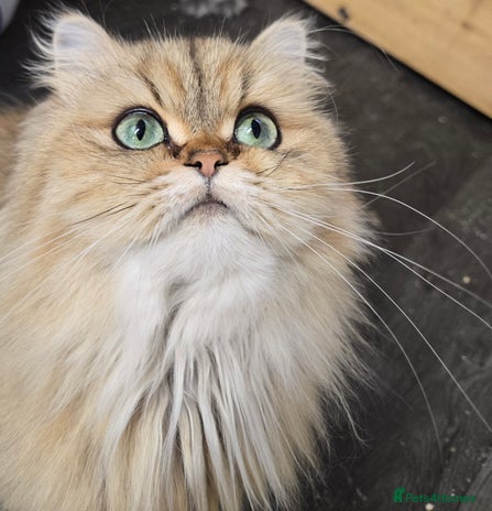 Persian cats - Advert 3