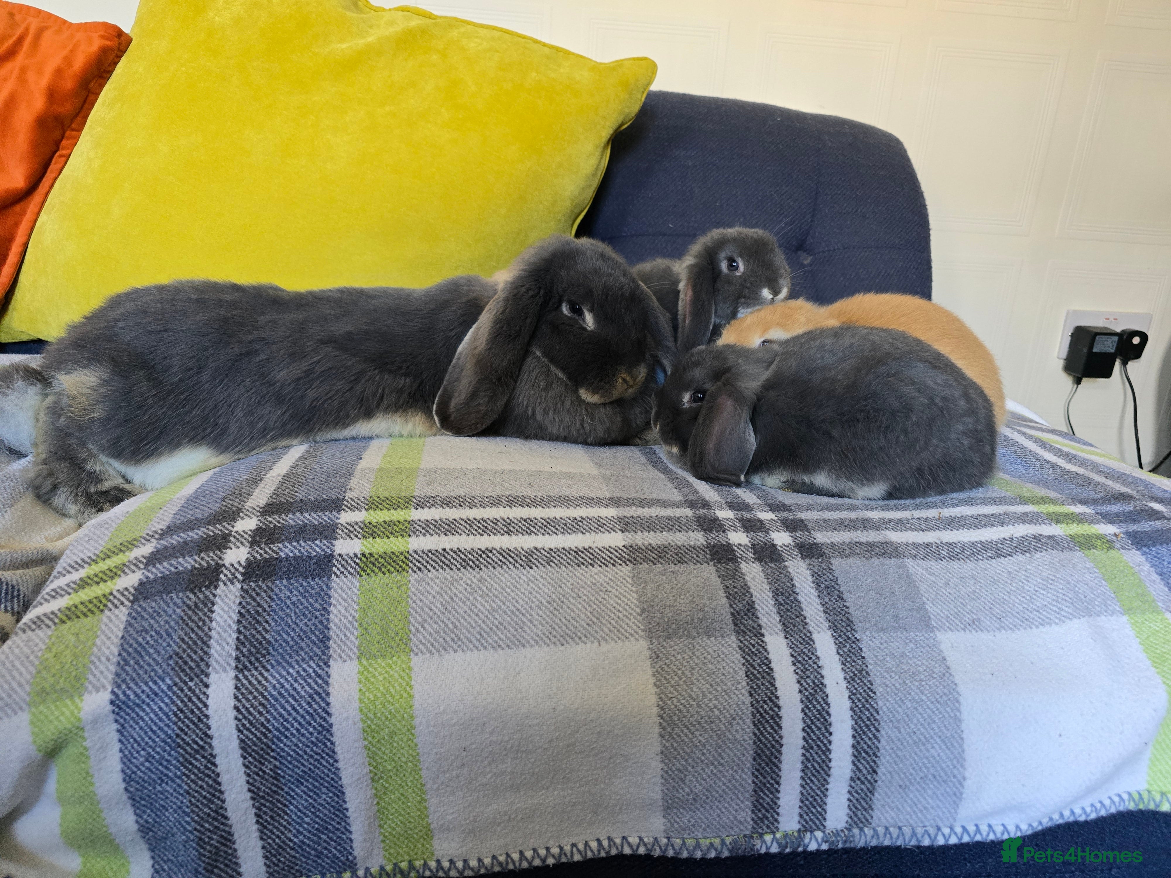 French Lop rabbits Mini Lop x French Lop babies - Advert 6