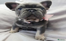 French Bulldog dogs for sale: 💖registered champion bloodline french bulldogs💖 - Image 6