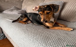 Dachshund dogs for sale: Standard dashaund wire haired  - Image 4