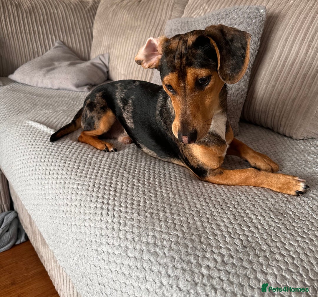 Dachshund dogs for sale: Standard dashaund wire haired  - Image 4