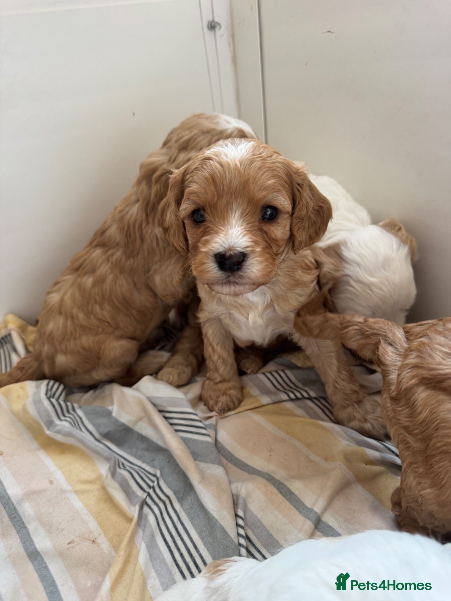 Cavapoo dogs Red cavapoo puppies - Advert 2