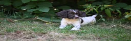 English Springer Spaniel dogs for sale: Kennel club registered Springer Spaniel Puppies - Advert 22