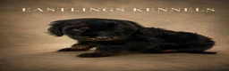 Cockapoo dogs for sale: F1 cockapoos  - Advert 5