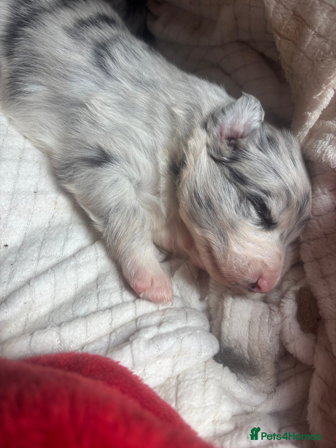Border Collie dogs for sale: Fluffy long coat Blue merle border collie puppies - Image 12