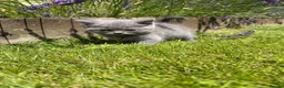 British Shorthair cats for sale: British short haired kittens - Advert 8