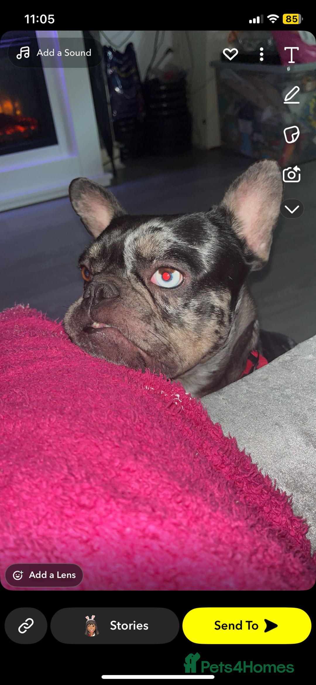 French Bulldog dogs for sale: Adult Female French bulldog for sale  - Advert 4