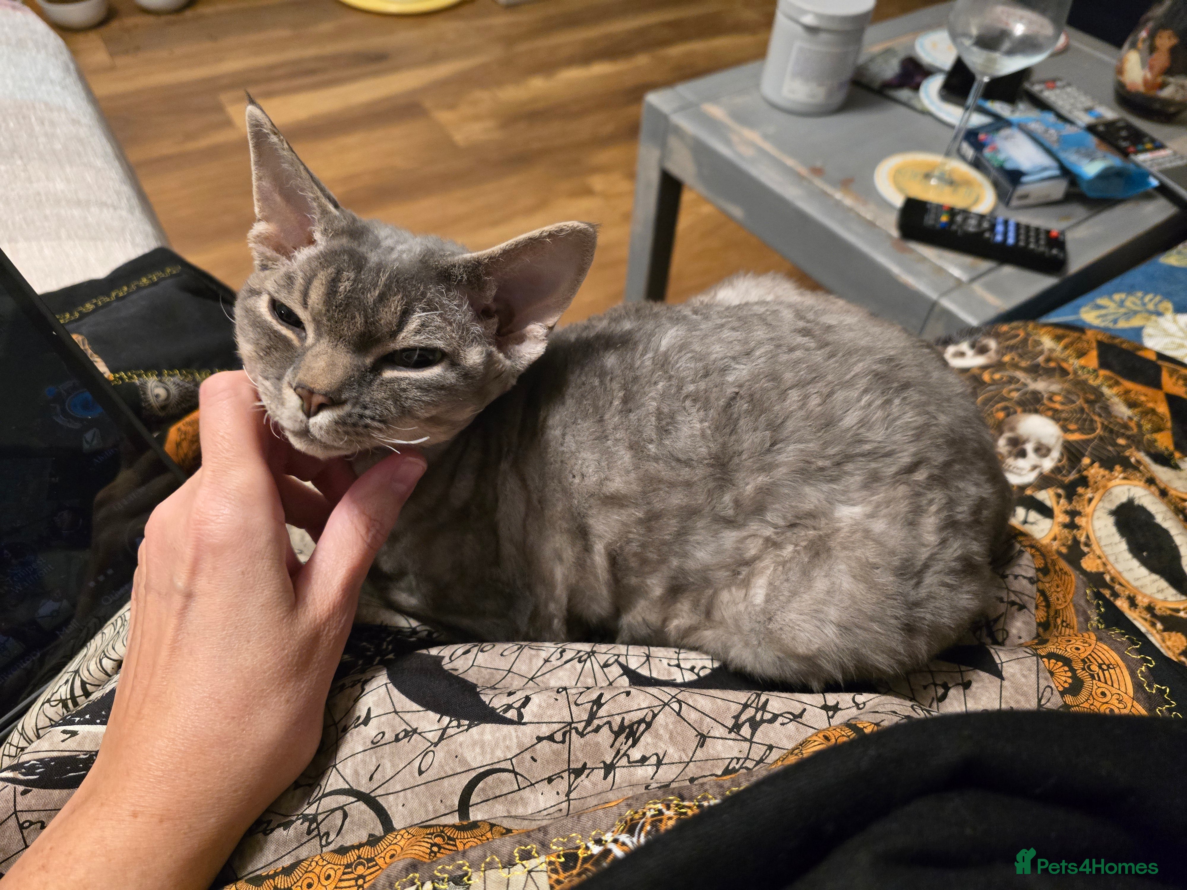 Devon Rex cats Devon Rex available  - Advert 3