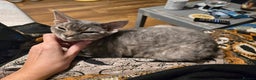 Devon Rex cats for sale: Devon Rex available  - Advert 3
