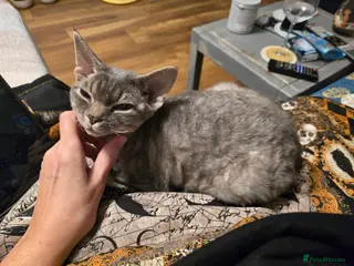 Devon Rex cats Devon Rex available - Advert 3