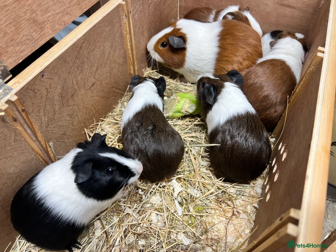 Guinea Pig rodents for sale: Group of bonded Dutch male/boar guinea pigs - Advert 14