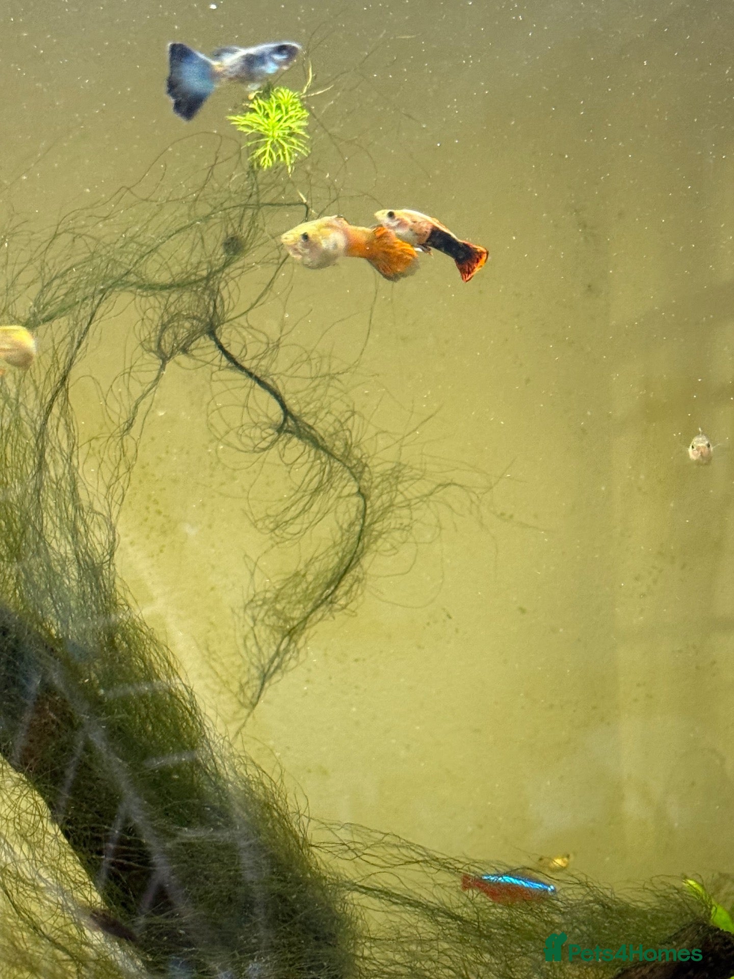 Live Bearers fish for sale: Guppies - Advert 2