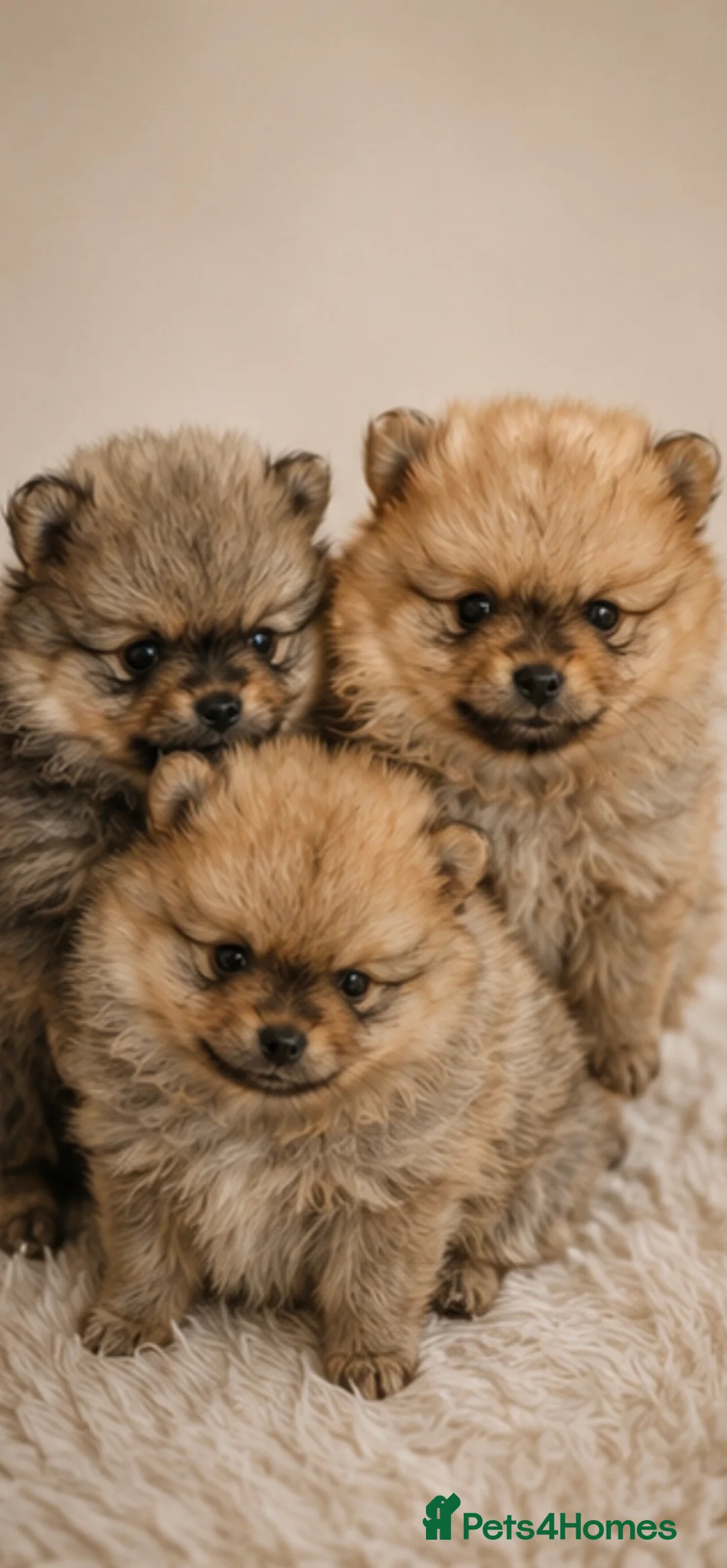 Pomeranian dogs for sale: KC Registered Pomeranian Puppies - Advert 2