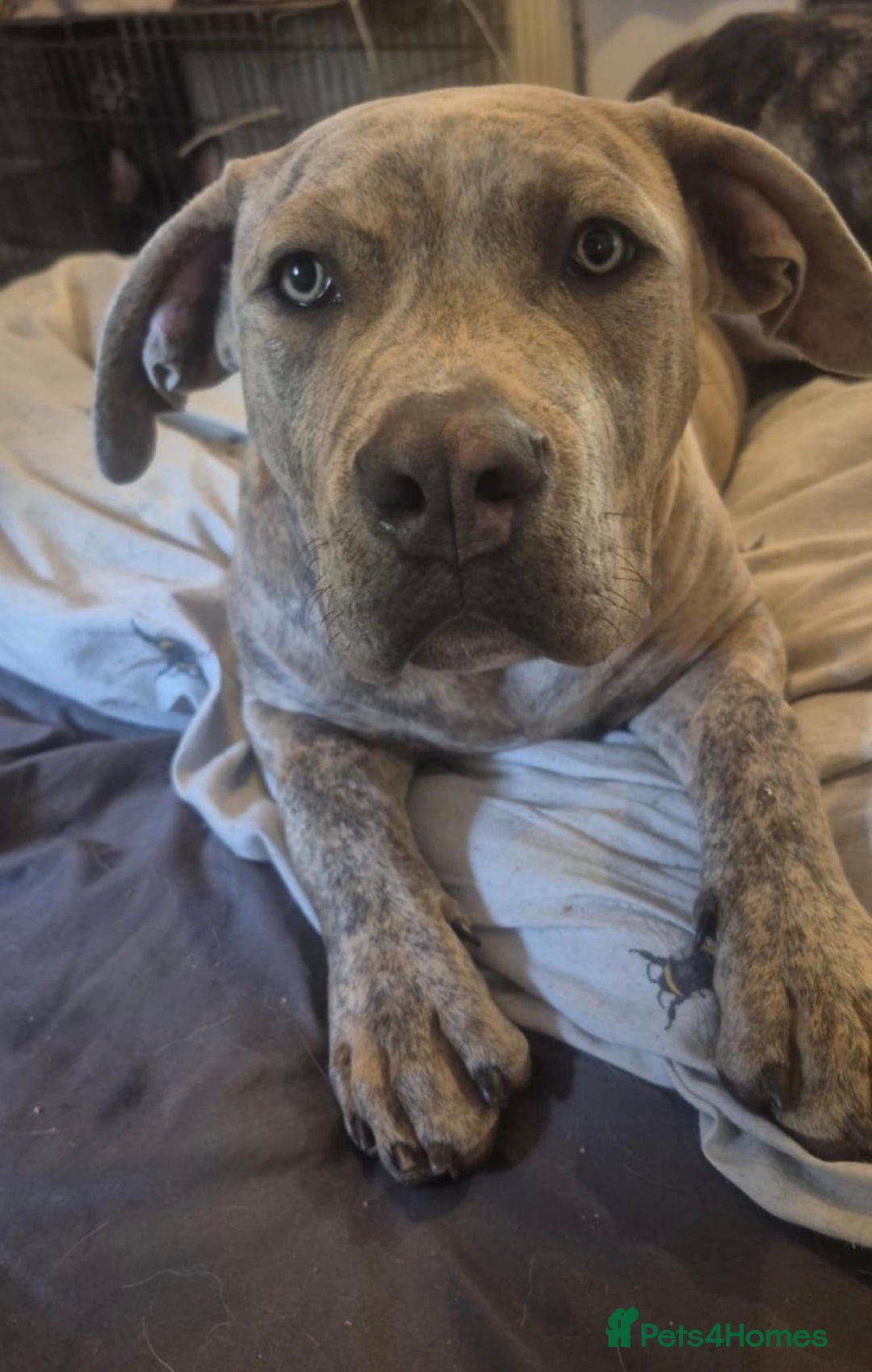 Mixed Breed dogs for sale: Zeus Looking for a Loving New Home - Advert 2