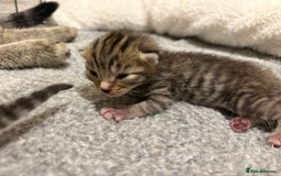Mixed Breed cats for sale: 2 Tabby & 1 Black Female, 1 Black/White Male - Image 18