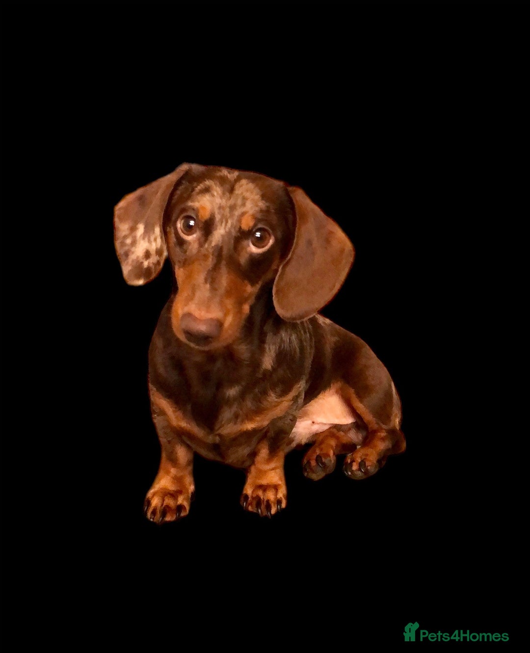 Miniature Dachshund dogs for stud: Mini Dachshund Boy for Stud, KC reg, Choc Dapple in Salford - Advert 5