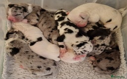 Great Dane dogs for stud: KC Reg - Proven, health tested stud  in Wisbech - Image 11