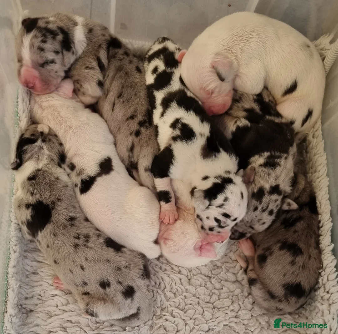 Great Dane dogs for stud: KC Reg - Proven, health tested stud  in Wisbech - Advert 11