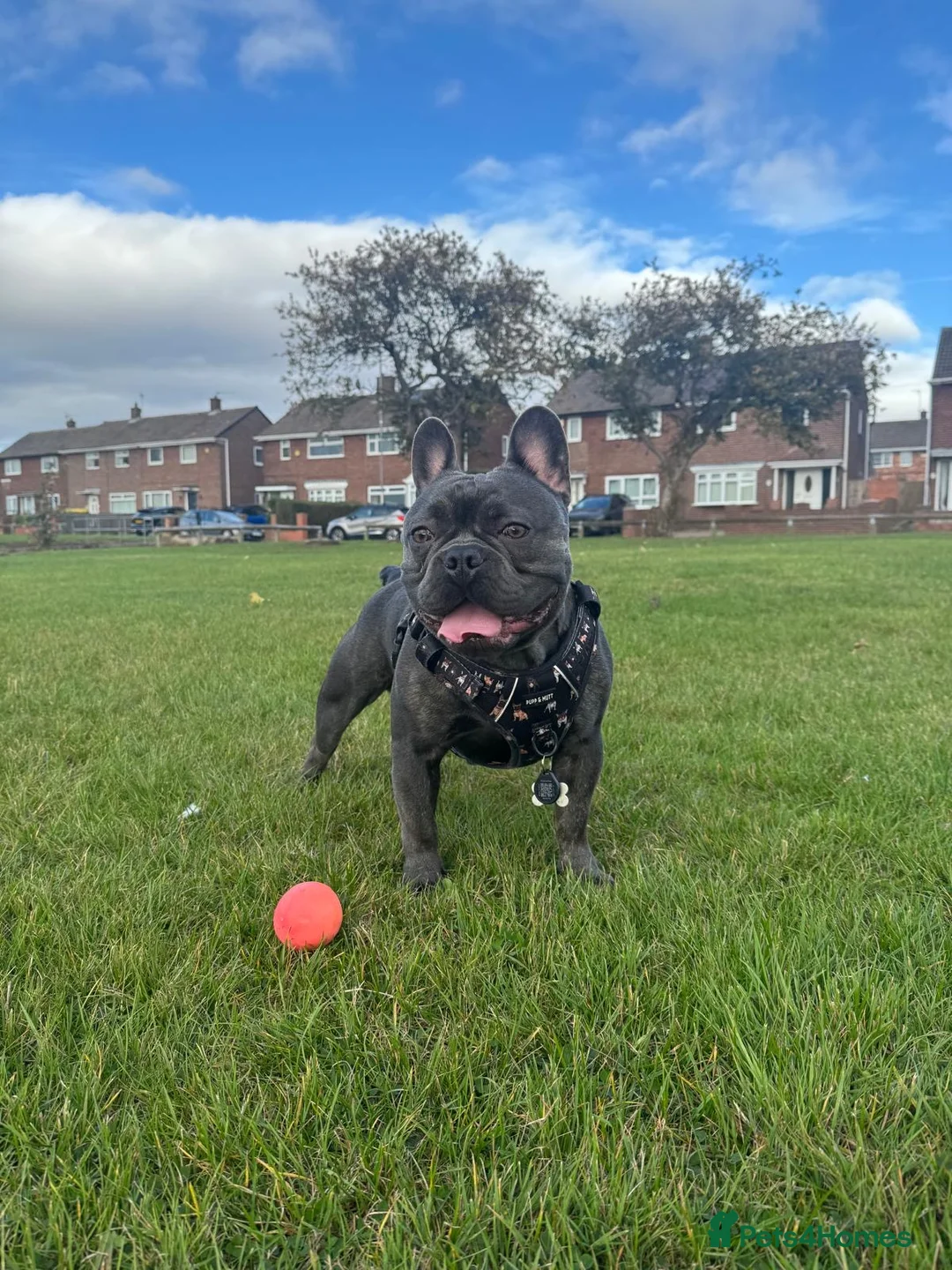 French Bulldog dogs for stud: Blue French Bulldog For Stud  - Advert 5