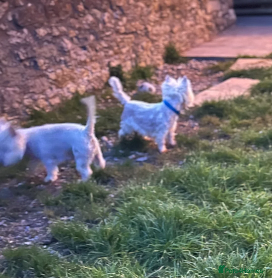 West Highland Terrier dogs for sale: Kennel Club Registered Westie Puppies - Advert 2