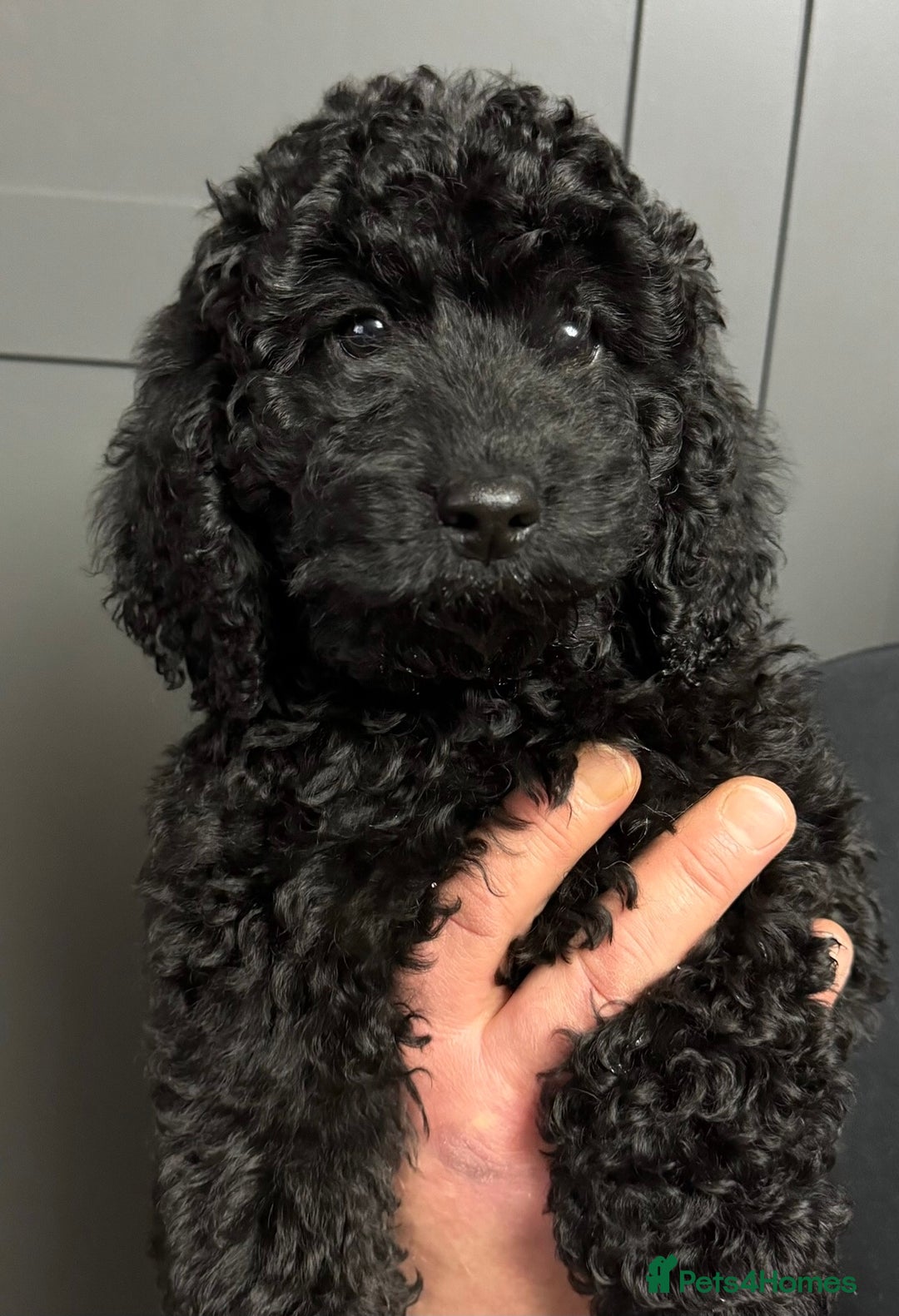 Cockapoo dogs for sale: Cockapoo puppies ready now full vacs/health tested - Advert 2