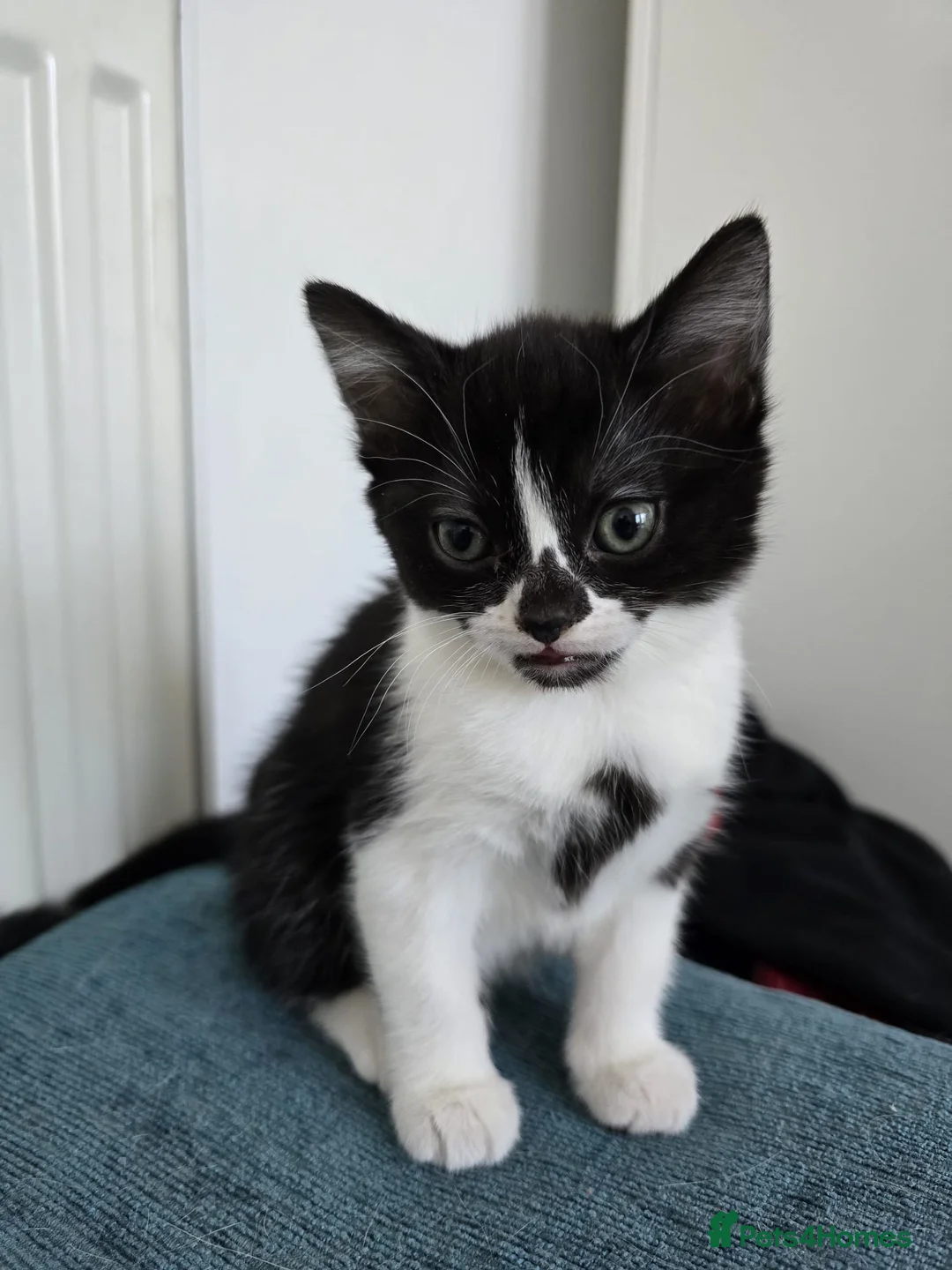 Mixed Breed cats for sale: 2 Kitten for sell in Brentwood - Advert 8