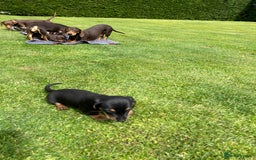 Miniature Dachshund dogs for sale: Miniature dachshund - Image 8