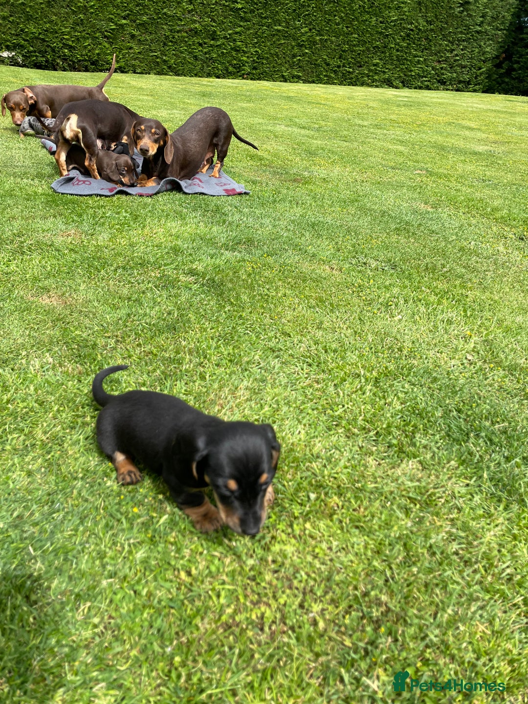Miniature Dachshund dogs for sale: Miniature dachshund - Image 8