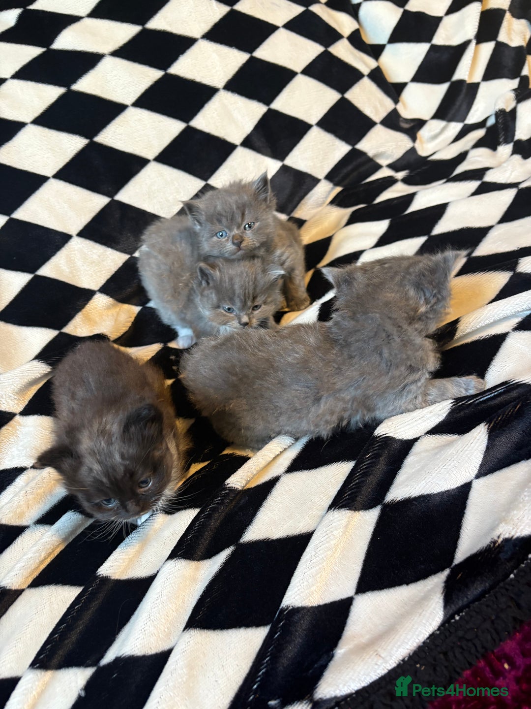 Persian cats for sale: Persian x ragdoll kittens  - Advert 6