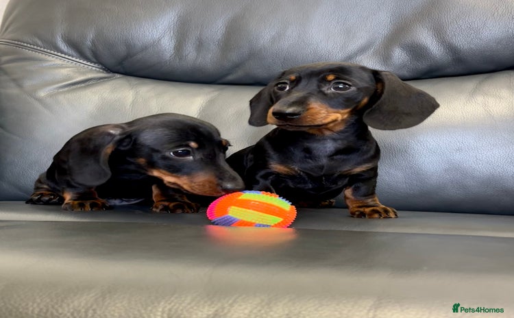 Dachshund dogs - Advert 2