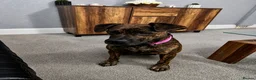 Cane Corso dogs for sale: cane Corsa cross staffy - Advert 2