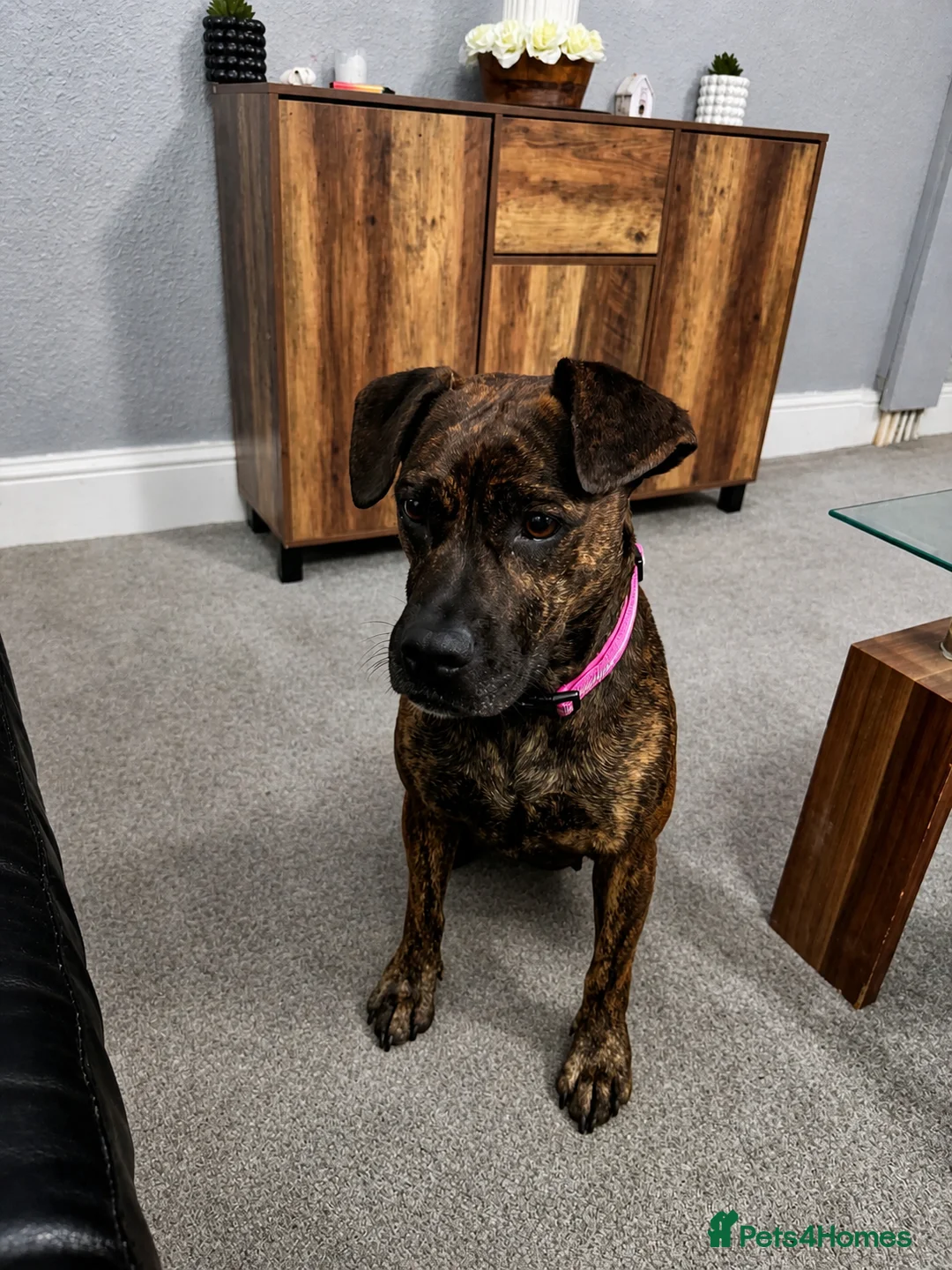 Cane Corso dogs for sale: cane Corsa cross staffy - Advert 2