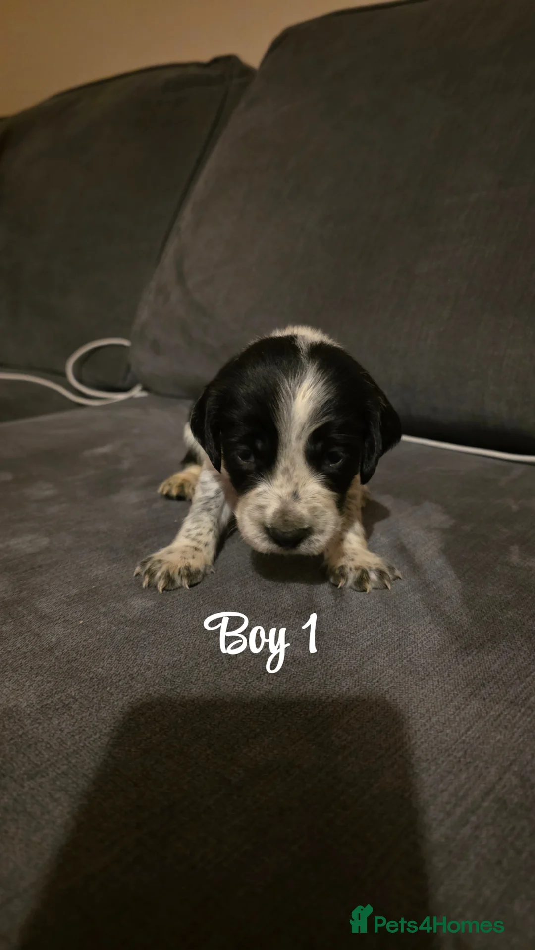 Mixed Breed dogs for sale: Beautiful Cocker x Collie pups - Advert 8