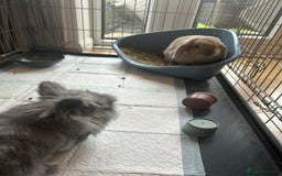 Lionhead rabbits for sale: Bonded pair of rabbits.  - Image 2