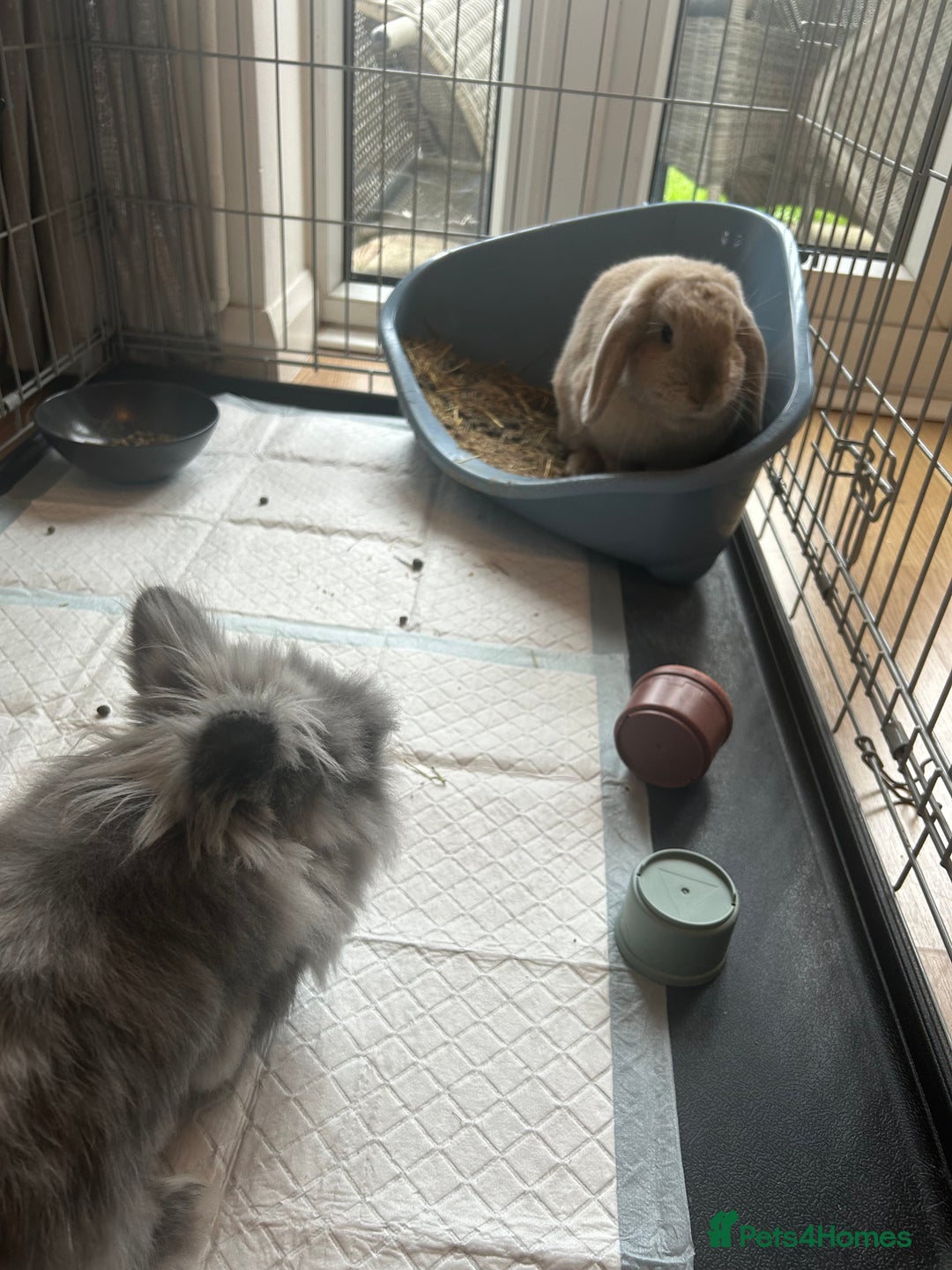 Lionhead rabbits for sale: Bonded pair of rabbits.  - Image 2