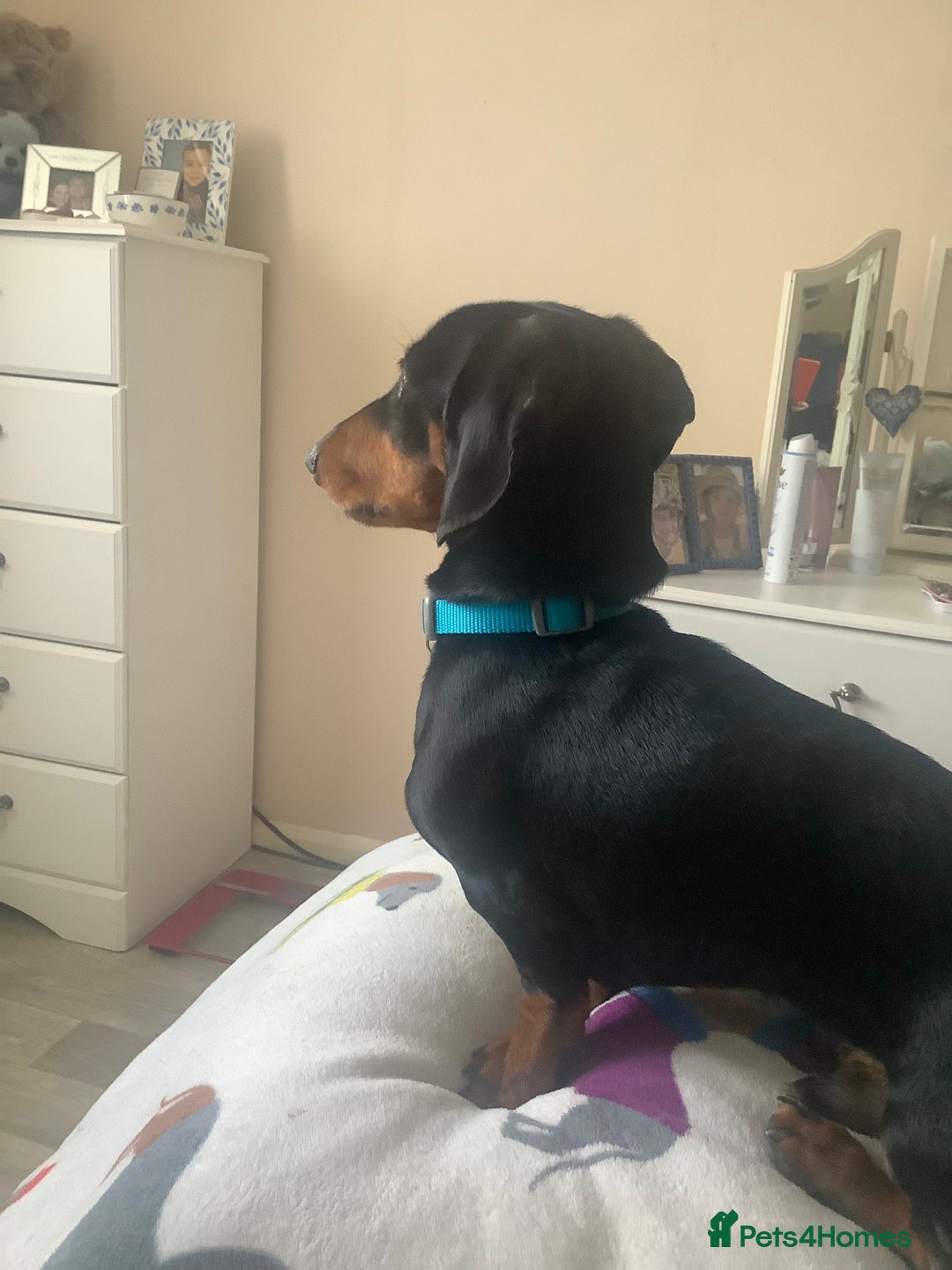 Dachshund dogs for sale: Black and Tan mini dauchound  - Image 8