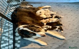 Australian Shepherd dogs for sale: Miss Julie Duckworth - Image 16