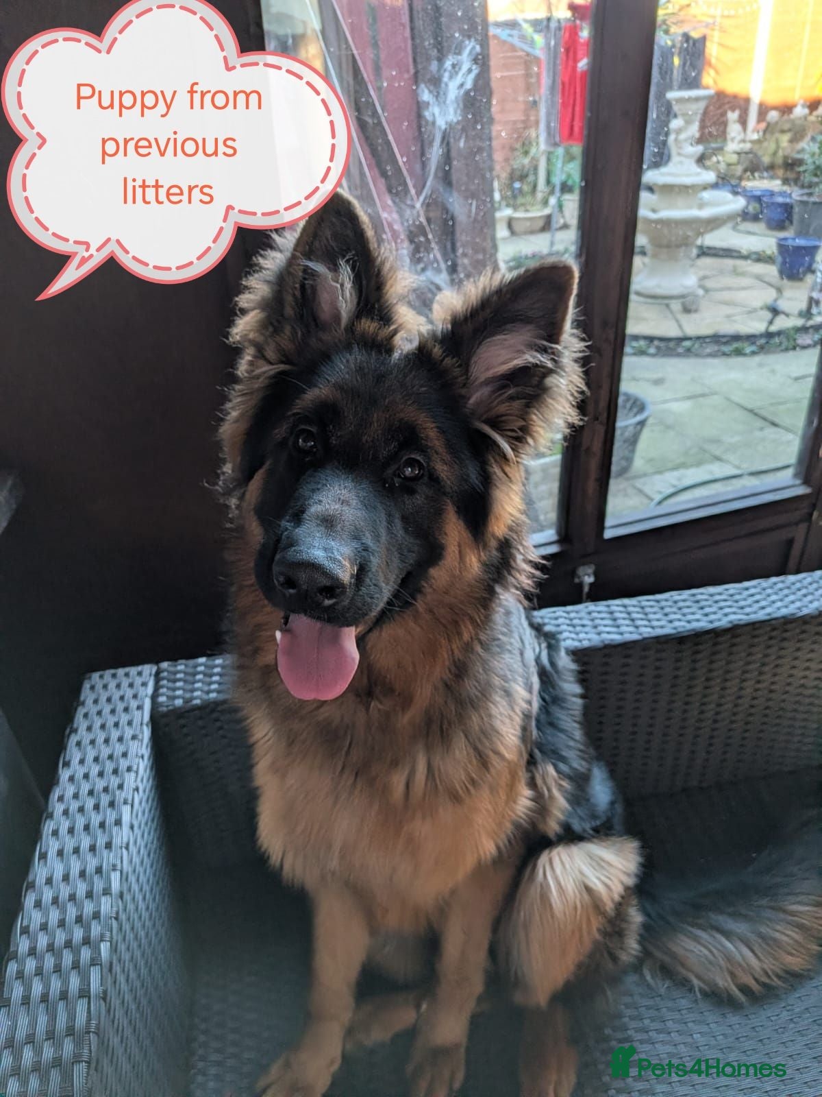 German Shepherd dogs Long-Coated German Shepherd Puppies  - Advert 2