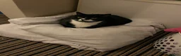 Mixed Breed cats for sale: Black-and-white tuxedo cat male  in Doncaster - Advert 4