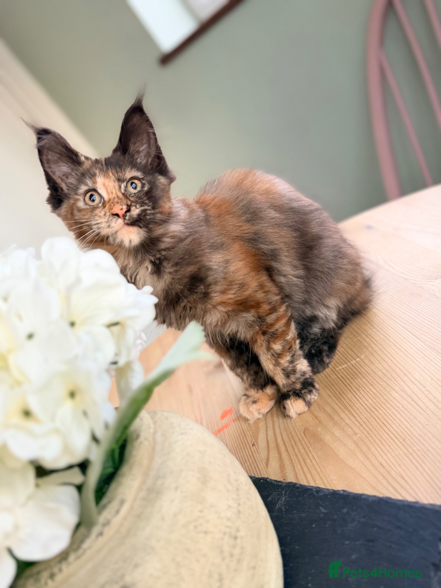 Maine Coon cats Ready now, Registered Maine Coon kittens - Advert 4