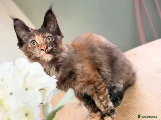 Maine Coon cats Ready now, Registered Maine Coon kittens - Advert 4