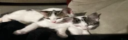 Mixed Breed cats for sale: Two playful kittens for rehoming in Bridgwater - Advert 5