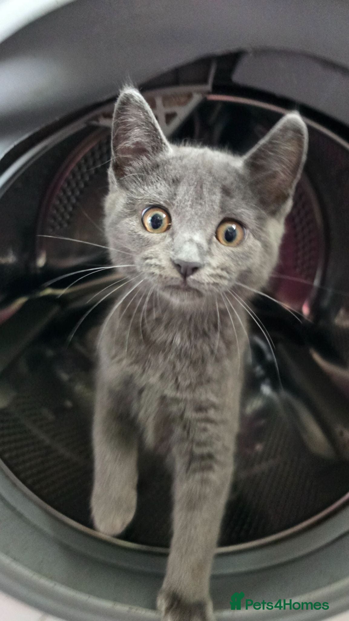 Mixed Breed cats Stunning wee grey female kitten - Advert 1