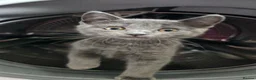 Mixed Breed cats for sale: Stunning wee grey female kitten - Advert 1