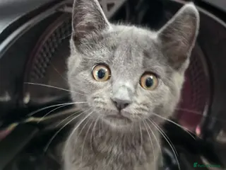 Mixed Breed cats Stunning wee grey female kitten - Advert 2