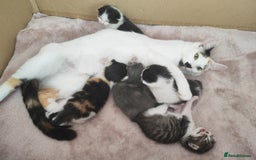 Mixed Breed cats for sale: Gorgeous friendly kittens - Image 1