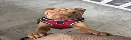 Shar Pei dogs for sale: Shar pie  - Advert 1
