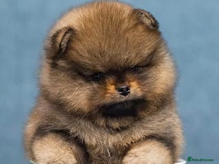 Pomeranian dogs Gorgeous puppy Pomeranian - Advert 6