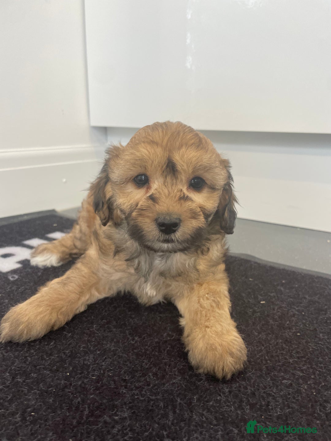 Cavapoochon dogs for sale: Beautiful Cavapoochon puppies for sale  - Image 1