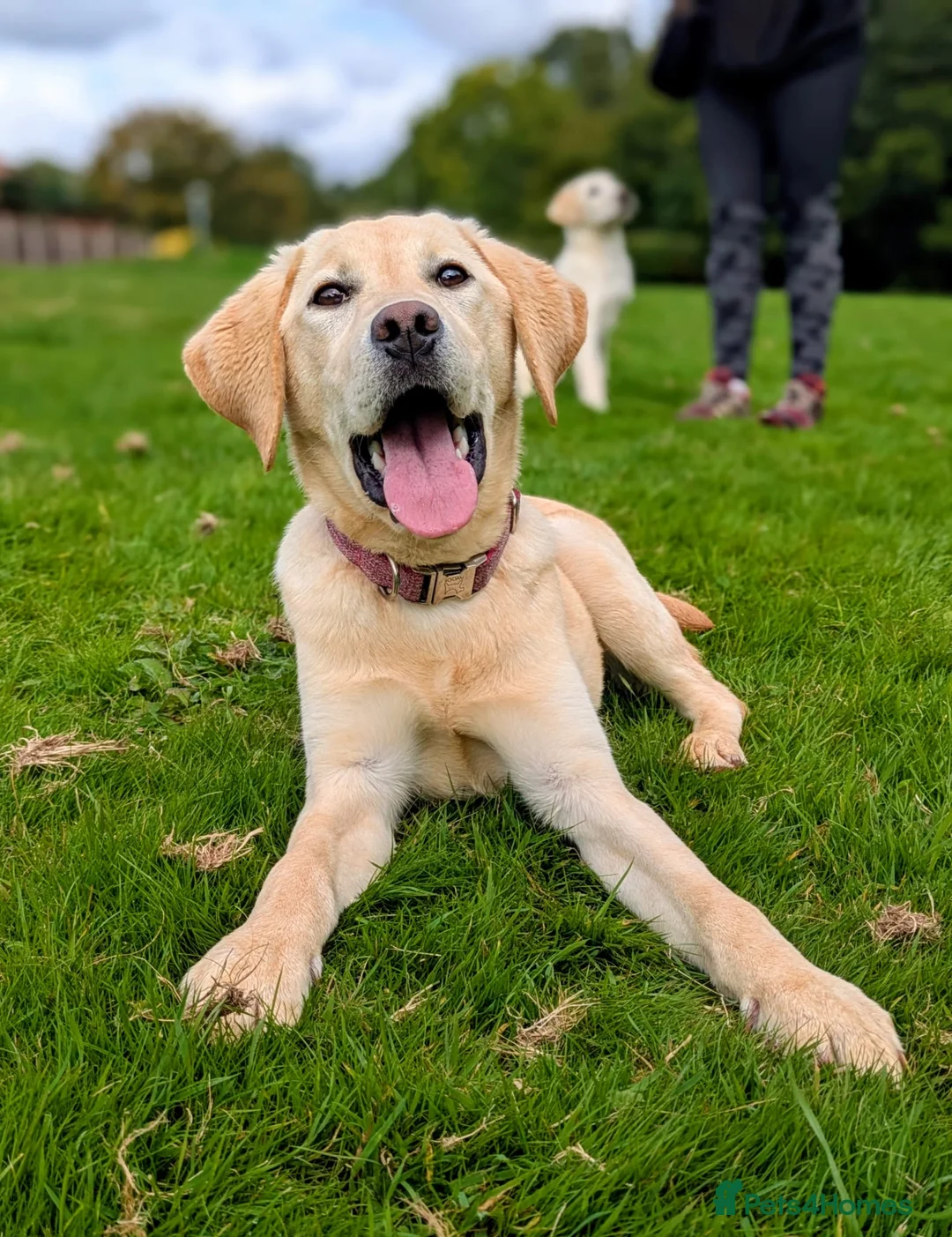 Labrador Retriever dogs for sale: Trained Labrador - Advert 1
